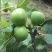无花果苗大量现货供应可以实地考察