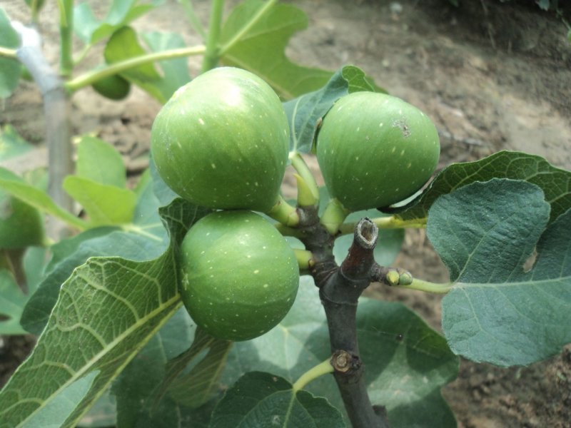 无花果苗大量现货供应可以实地考察