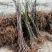 无花果苗大量现货供应可以实地考察