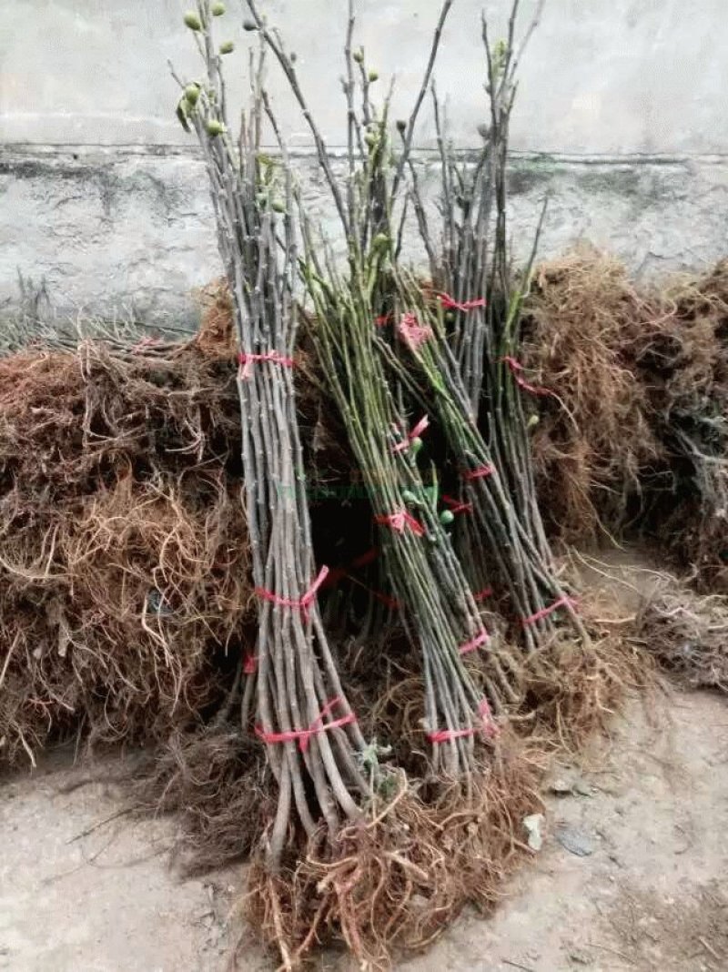 无花果苗大量现货供应可以实地考察