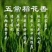 2019年新米黑龙江五常稻花香大米东北大米