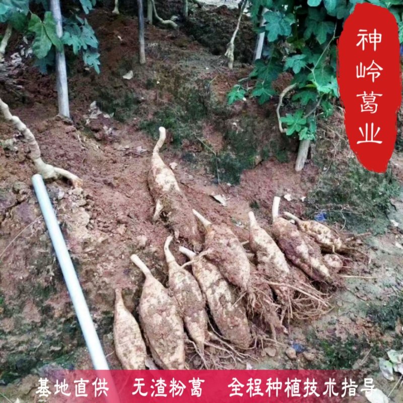 粉葛种苗*粉葛种苗精选二代苗*发芽苗*10棵/件起包邮