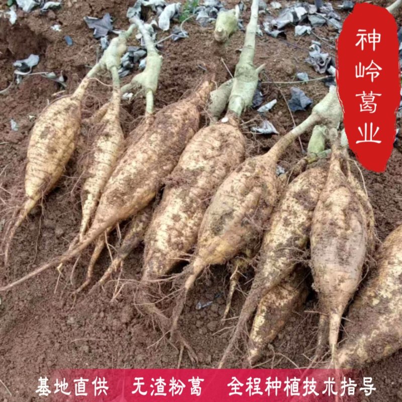 粉葛种苗*粉葛种苗精选二代苗*发芽苗*10棵/件起包邮