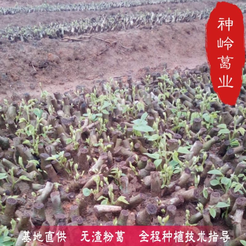 粉葛种苗*粉葛种苗精选二代苗*发芽苗*10棵/件起包邮