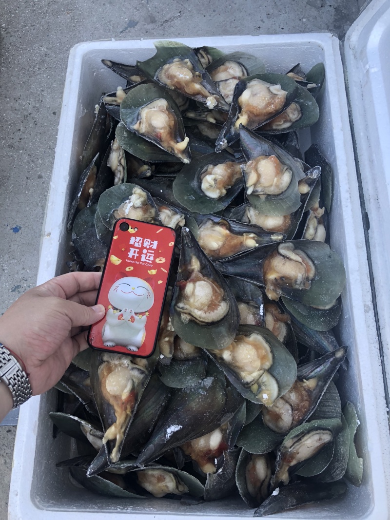 半壳江瑶贝15斤一件货好价格实惠