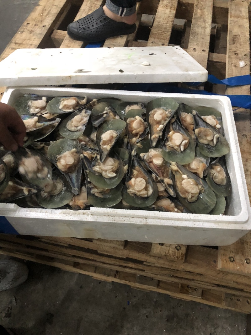 半壳江瑶贝15斤一件货好价格实惠