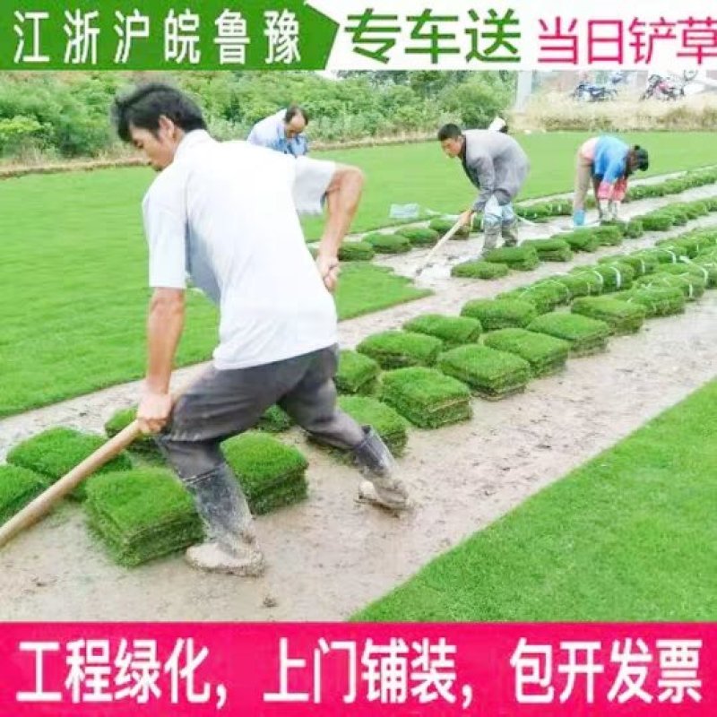 绿化草皮草坪带土带泥四季青草皮果岭草马尼拉草皮