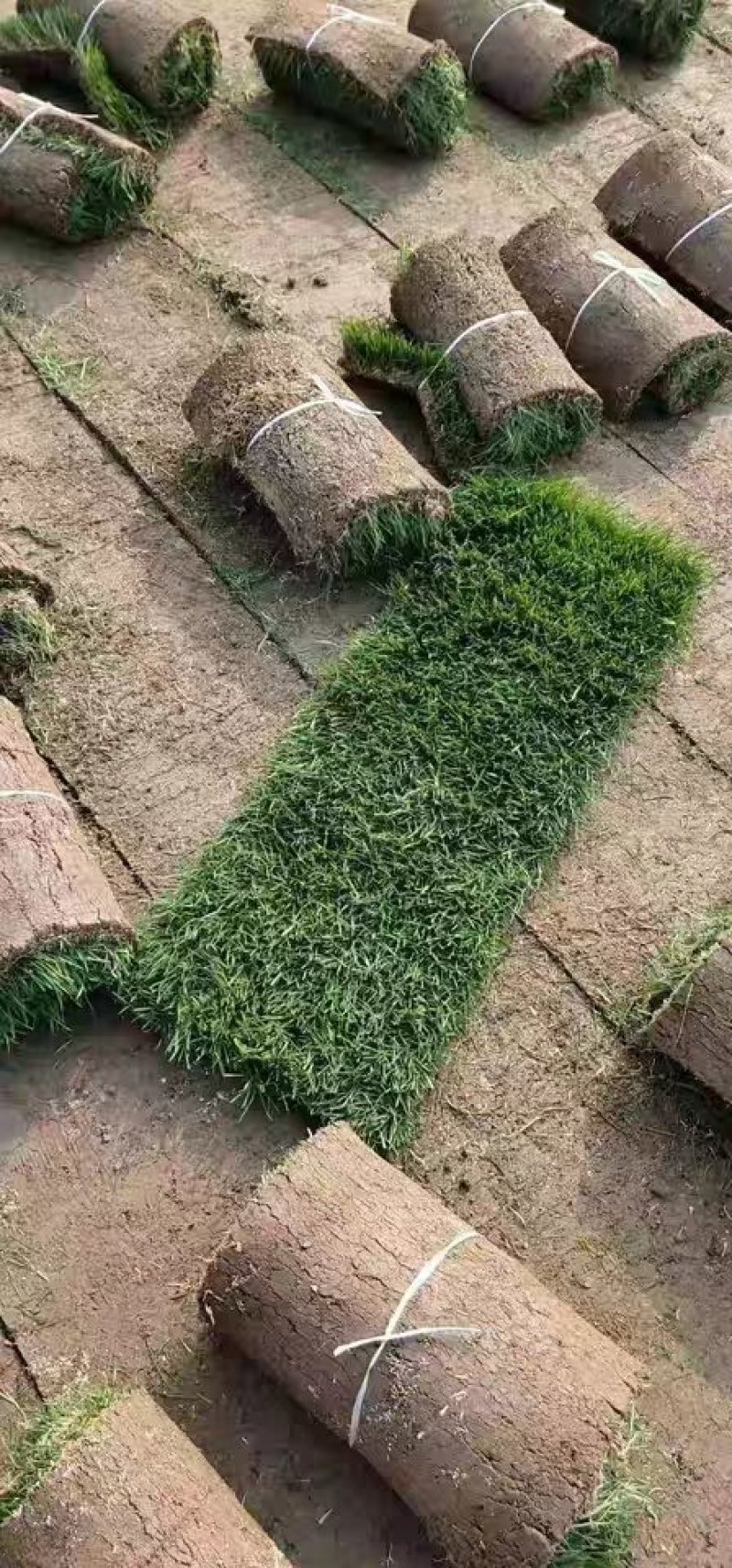 绿化草皮草坪带土带泥四季青草皮果岭草马尼拉草皮