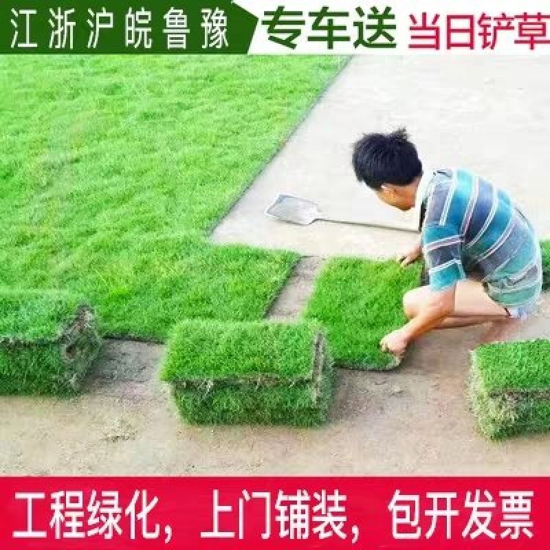 绿化草皮草坪带土带泥四季青草皮果岭草马尼拉草皮