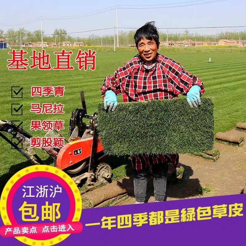 绿化草皮草坪带土带泥四季青草皮果岭草马尼拉草皮