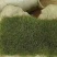绿化草皮草坪带土带泥四季青草皮果岭草马尼拉草皮