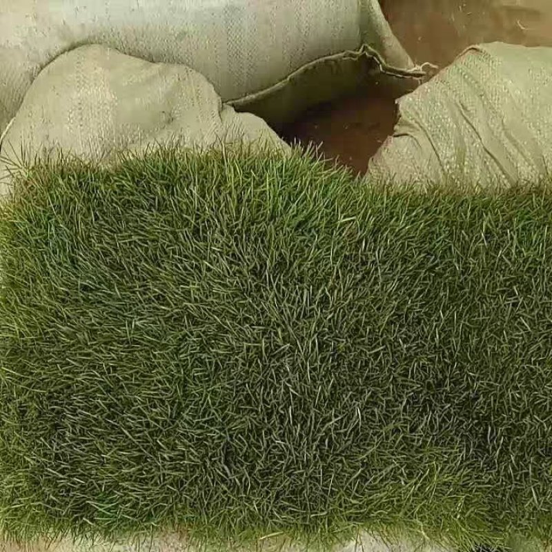 绿化草皮草坪带土带泥四季青草皮果岭草马尼拉草皮