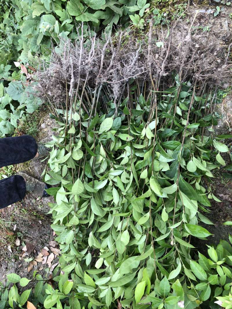 木姜叶柯苗
