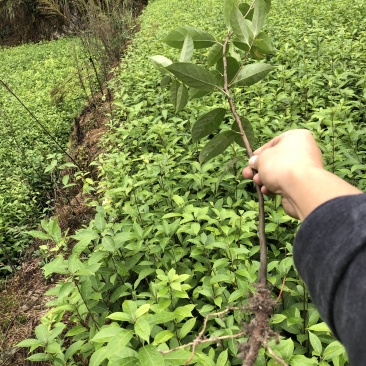 木姜叶柯苗