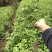 木姜叶柯苗
