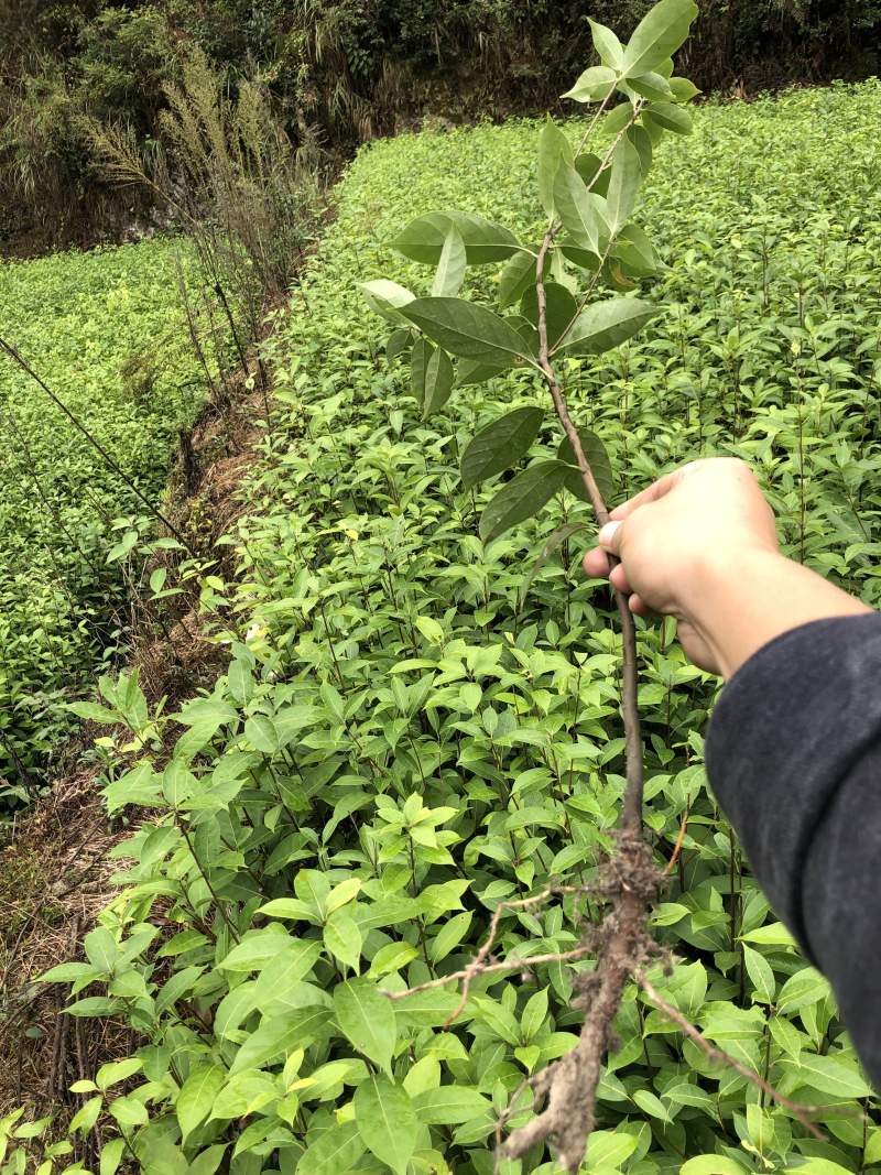 木姜叶柯苗