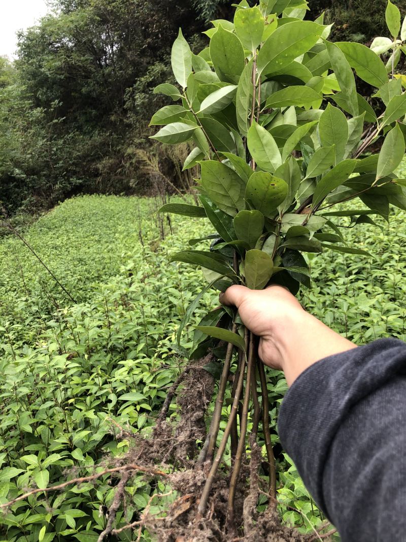 木姜叶柯苗
