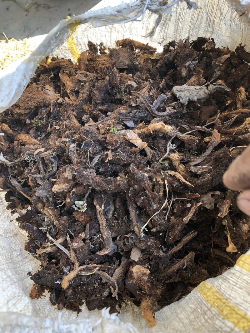 骨碎补云南野生毛姜产地一手货源脱毛大货