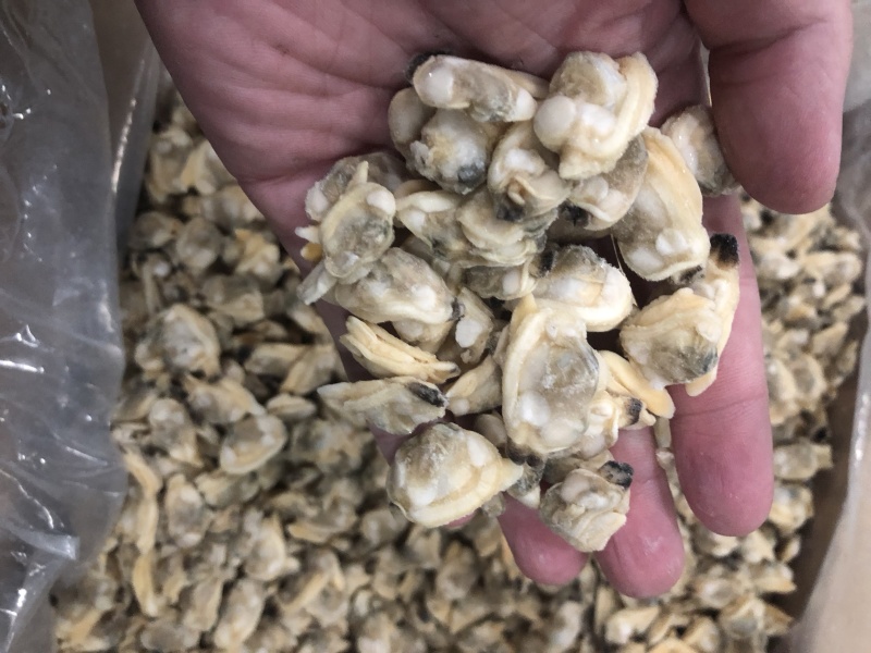 干冰花蛤肉无沙同时还有其他规格