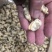 干冰花蛤肉无沙同时还有其他规格