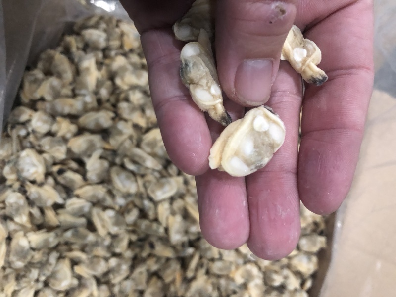 干冰花蛤肉无沙同时还有其他规格