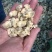 干冰花蛤肉无沙同时还有其他规格
