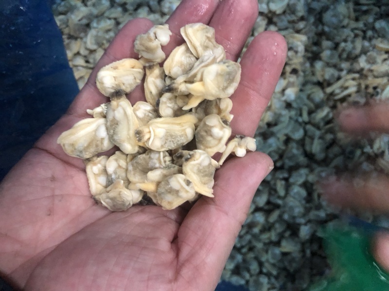 干冰花蛤肉无沙同时还有其他规格