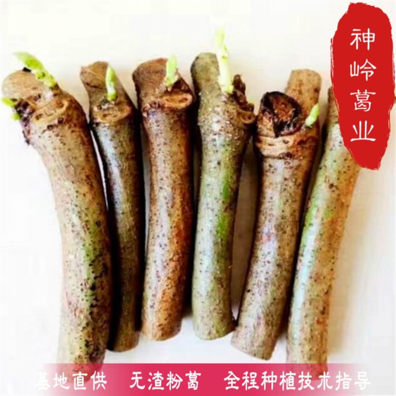 葛根葛根种苗二代苗粉质更高更无渣
