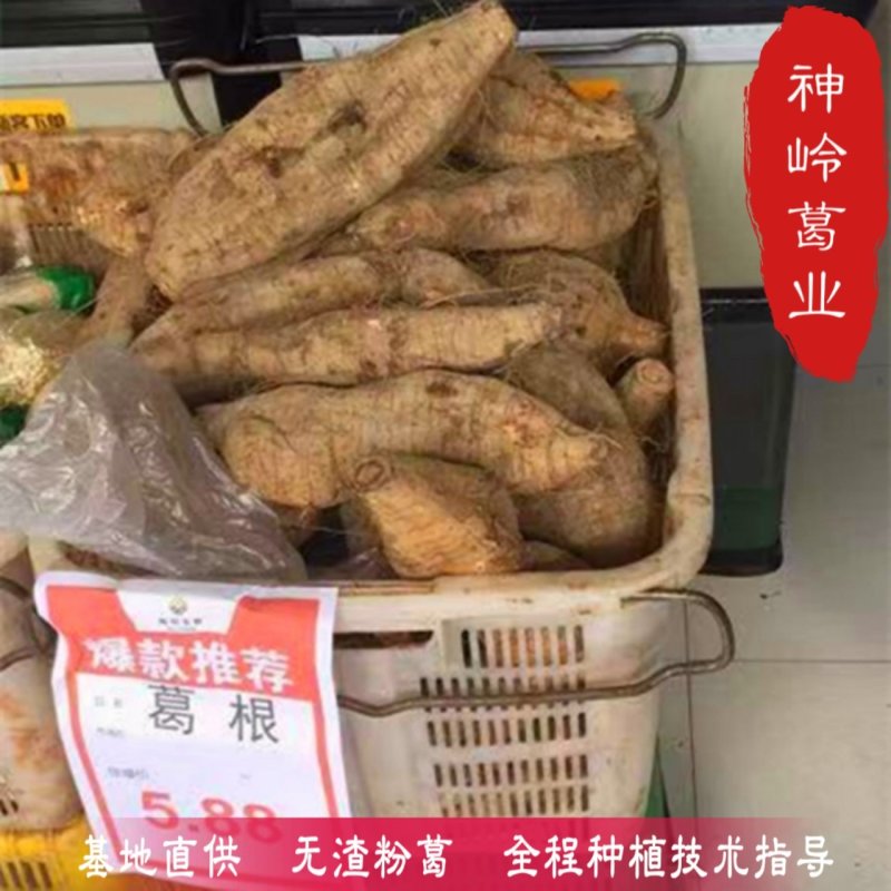葛根葛根种苗二代苗粉质更高更无渣