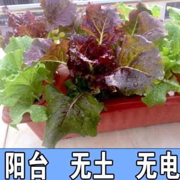 家庭阳台管道水管种菜无土栽培设备水培蔬菜水培管道种植架水
