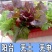 家庭阳台管道水管种菜无土栽培设备水培蔬菜水培管道种植架水