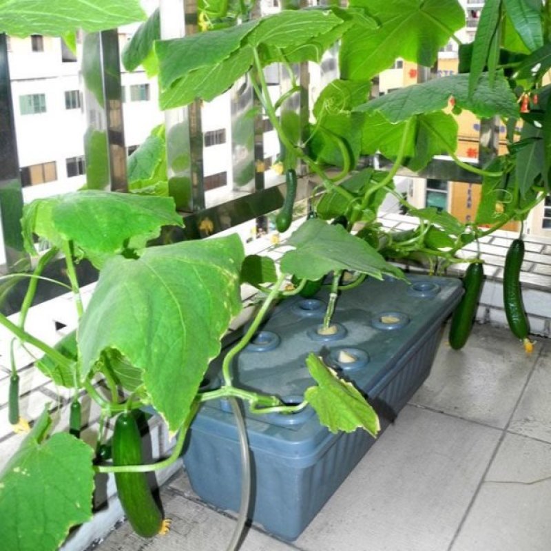 家庭阳台管道水管种菜无土栽培设备水培蔬菜水培管道种植架水