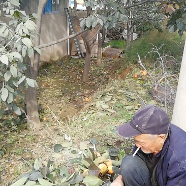 耀州东塬优质尖尖柿子