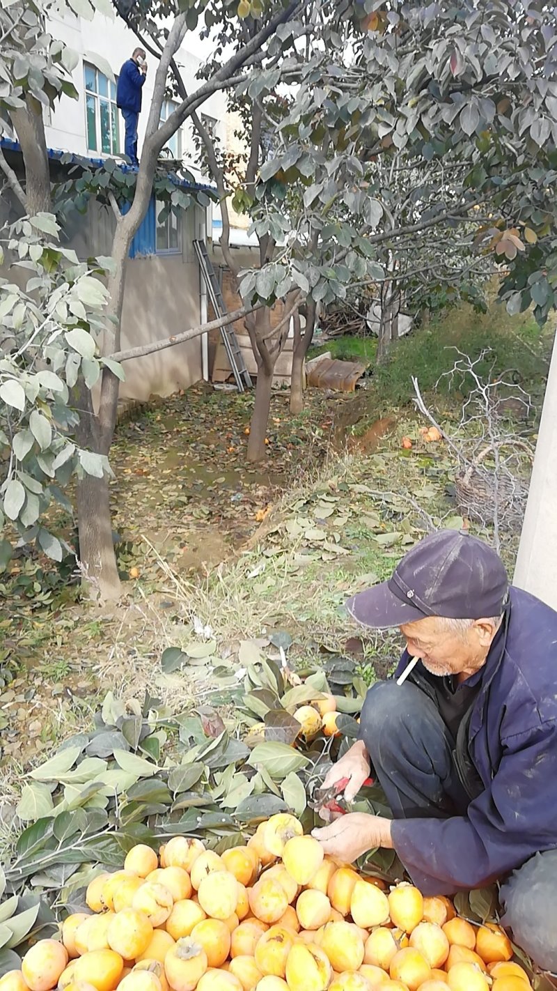 耀州东塬优质尖尖柿子