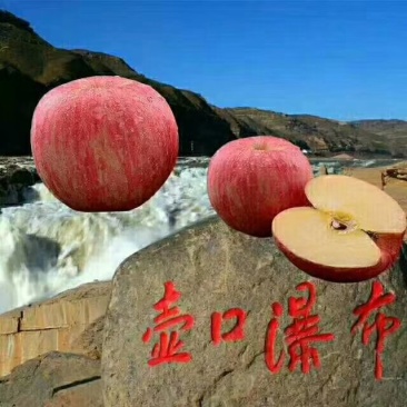 壶口红富士