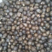 大量批发沙文冠果种子优选文冠果种子2020新种子出芽率高