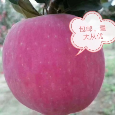 庆阳红富士