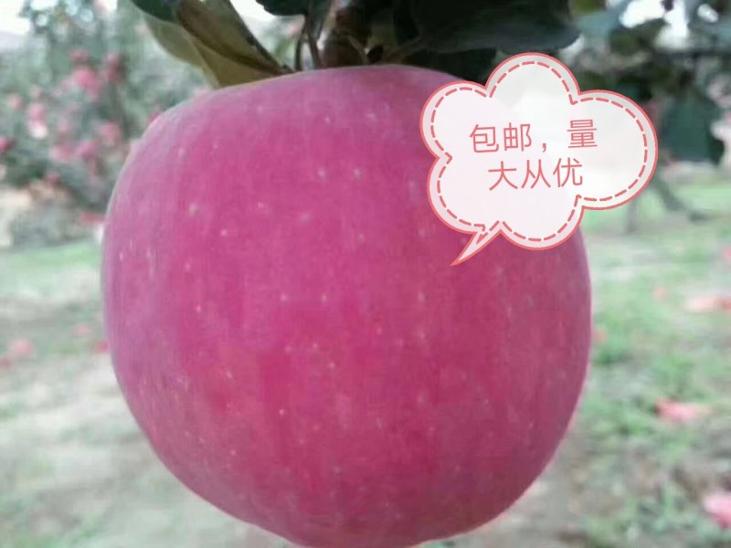 庆阳红富士