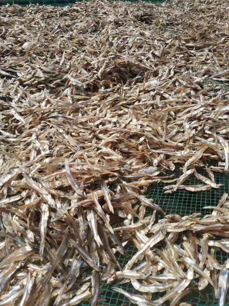 银鱼干海燕鱼白帆鱼干长期有货干度好有量批发