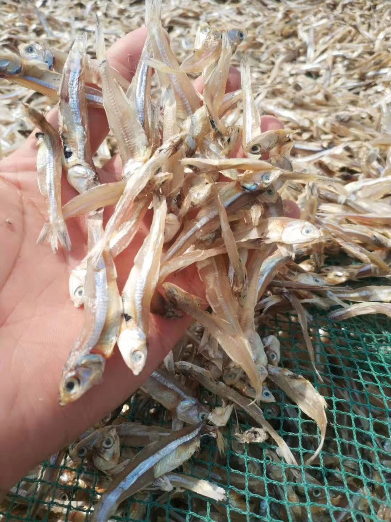 银鱼干海燕鱼白帆鱼干长期有货干度好有量批发