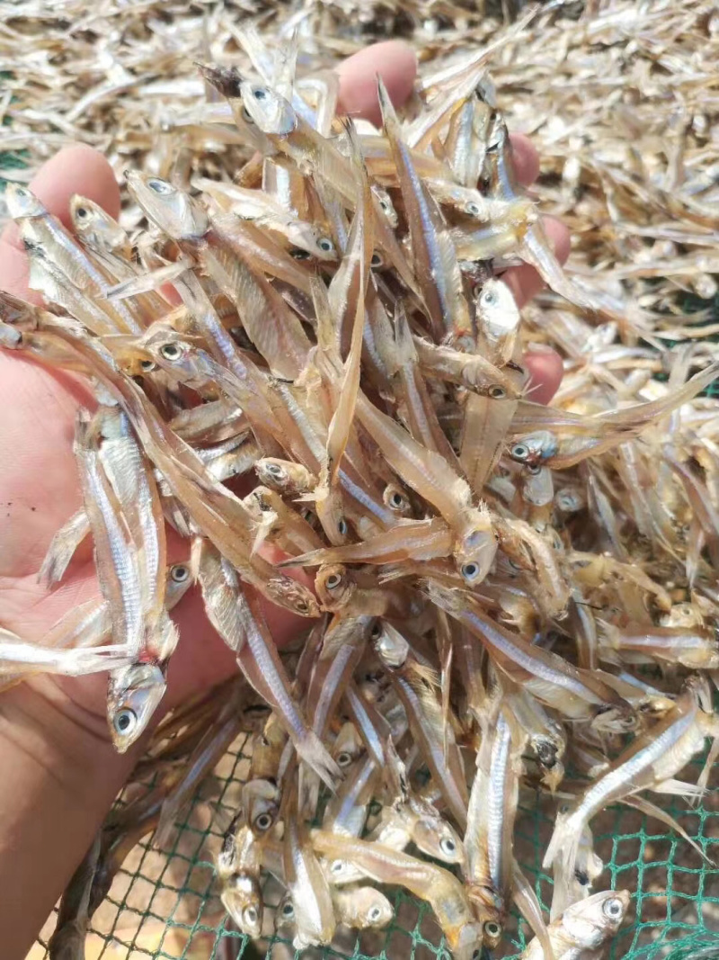 银鱼干海燕鱼白帆鱼干长期有货干度好有量批发