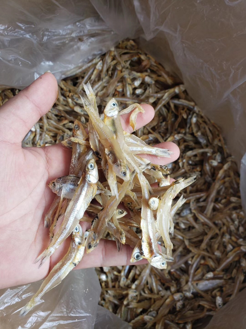 银鱼干海燕鱼白帆鱼干长期有货干度好有量批发