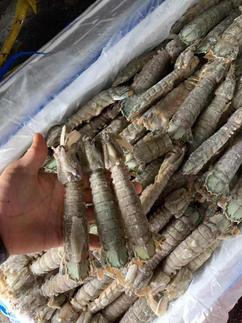 生冻皮皮虾单冻个头大保证肥