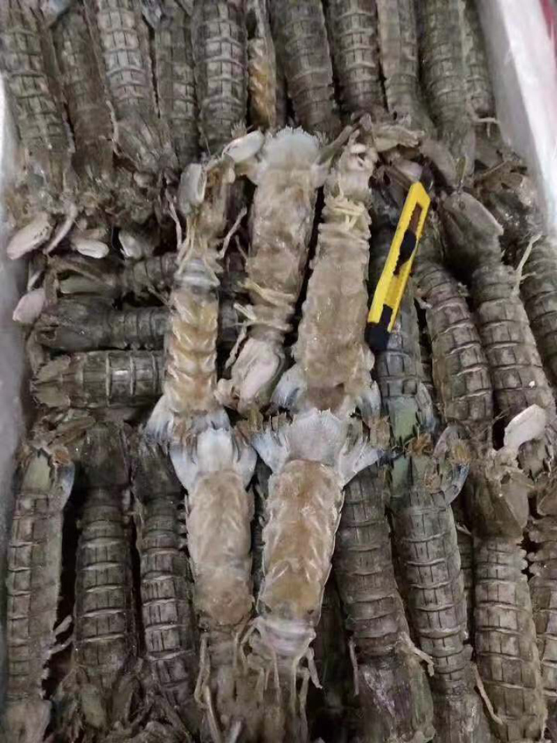 生冻皮皮虾单冻个头大保证肥