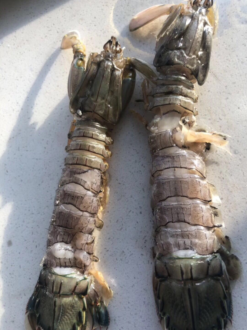生冻皮皮虾单冻个头大保证肥