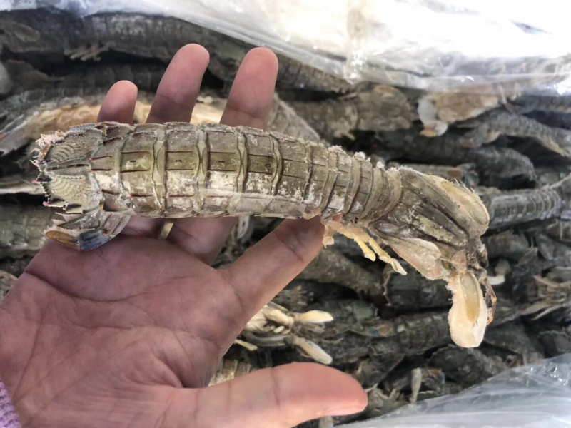 生冻皮皮虾单冻个头大保证肥