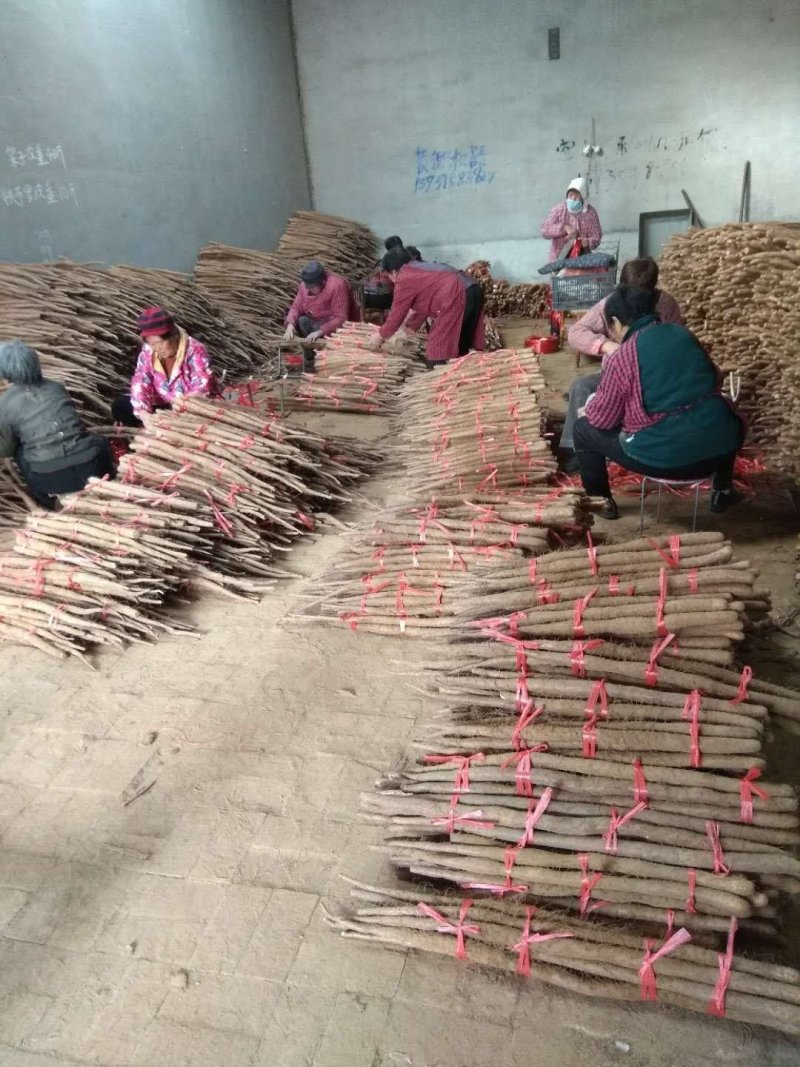 白玉山药长条山药白玉山药山药新鲜粗大白玉山药日本白脆山药