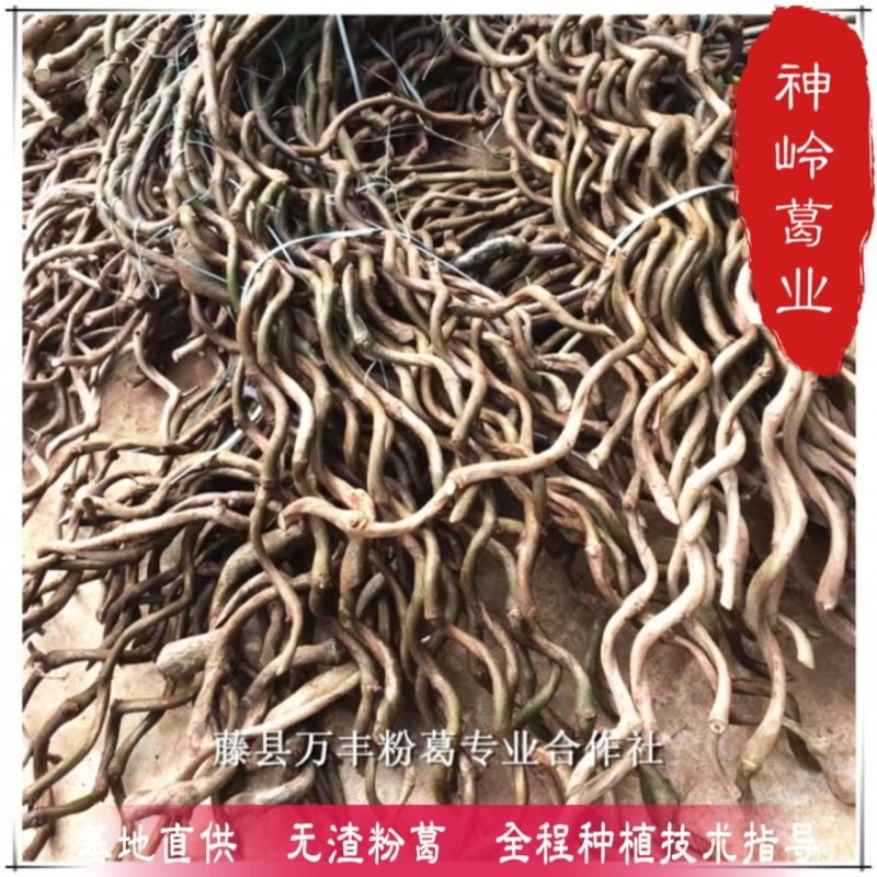 葛根种苗江西葛根种苗二代苗粉质更高更无渣产地直供