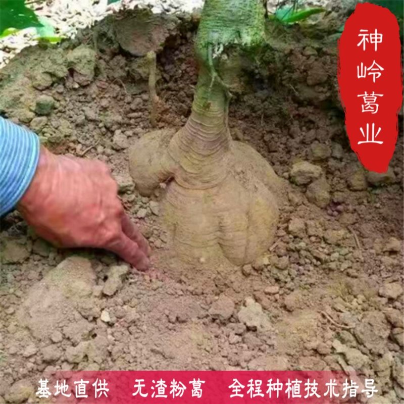 葛根种苗藤县无渣葛根苗精选二代苗10棵/件起包邮