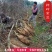 葛根种苗藤县无渣葛根苗精选二代苗10棵/件起包邮